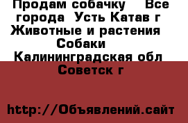 Продам собачку  - Все города, Усть-Катав г. Животные и растения » Собаки   . Калининградская обл.,Советск г.